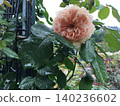 Old rose 140236602