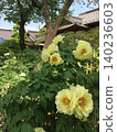Huang Peony 140236603