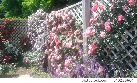 Rose fence Rose fence 140236604