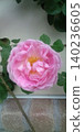 Old rose 140236605
