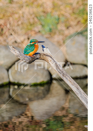 A natural gem: the resting scene of a kingfisher. A natural gem: the resting scene of a kingfisher. 140236623