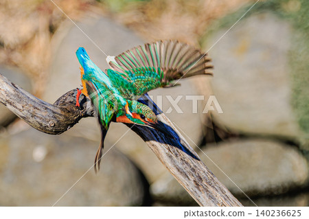 The dynamic moment a kingfisher showed just before diving. The dynamic moment a kingfisher showed just before diving. 140236625