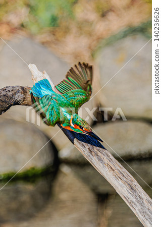 A kingfisher swoops down to hunt for prey. 140236626