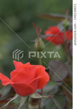 紅玫瑰花和花蕾 紅玫瑰花和花蕾 140236651