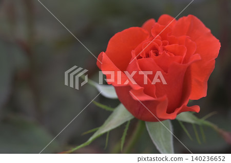 春天盛開的紅玫瑰 140236652