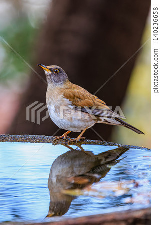 A white-bellied thrush gazes at the calm surface of the water. A white-bellied thrush gazes at the calm surface of the water. 140236658