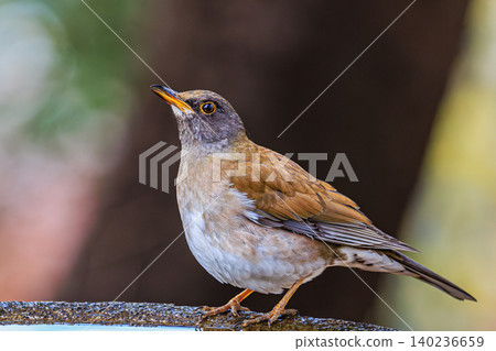 A portrait of a White-bellied Thrush resting in the shade. A portrait of a White-bellied Thrush resting in the shade. 140236659