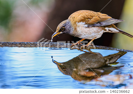 A white-bellied thrush reflected on the water's surface, and a single drop of water. A white-bellied thrush reflected on the water's surface, and a single drop of water. 140236662