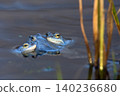 Moor frogs in the water 140236680