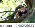 Red panda on a tree 140236683