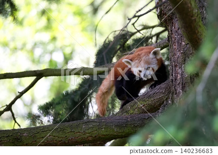 Red panda on a tree Red panda on a tree 140236683