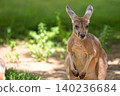 Kangaroo in the clearing, a portrait 140236684
