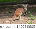 Kangaroo in the clearing 140236685