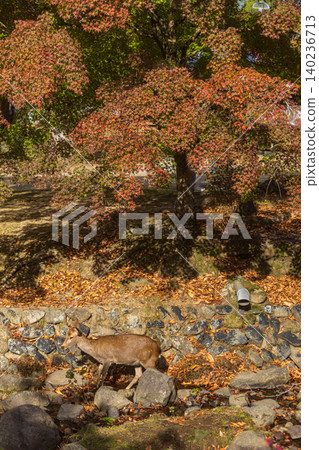 A lone deer walks near a stone wall beneath a tree with autumn foliage A lone deer walks near a stone wall beneath a tree with autumn foliage 140236713
