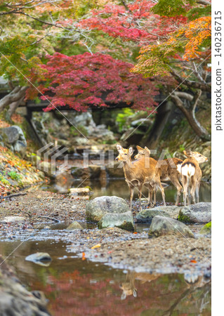 Deer herd by stream with vibrant autumn foliage and reflection Deer herd by stream with vibrant autumn foliage and reflection 140236715