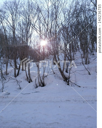 Winter sunlight filtering through the trees and the forest scenery in a snowy landscape. 140236785