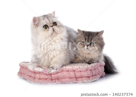 persian cat persian cat 140237374