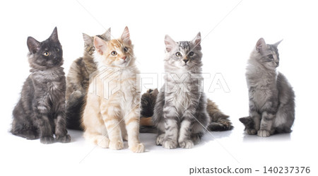 maine coon kitten maine coon kitten 140237376
