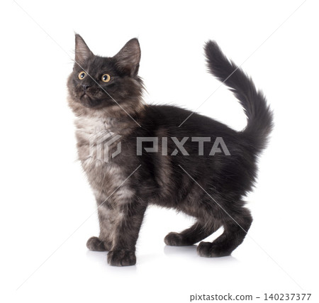 maine coon kitten maine coon kitten 140237377