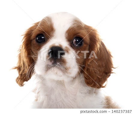 puppy cavalier king charles puppy cavalier king charles 140237387