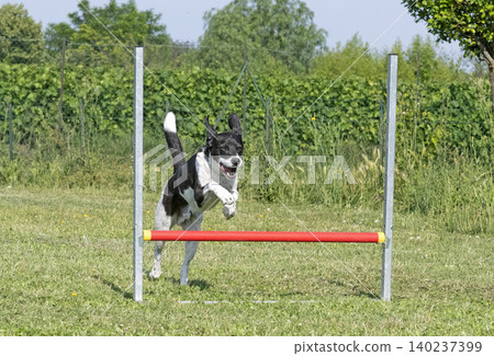 training of hunting dog training of hunting dog 140237399