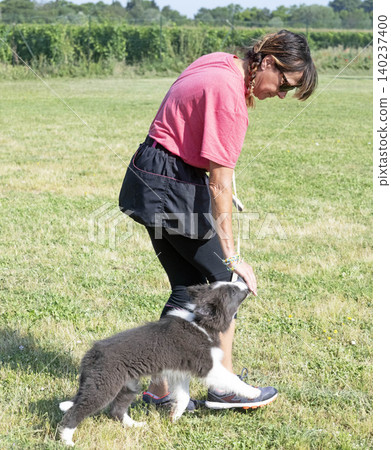 obedience training for puppy border collie obedience training for puppy border collie 140237400