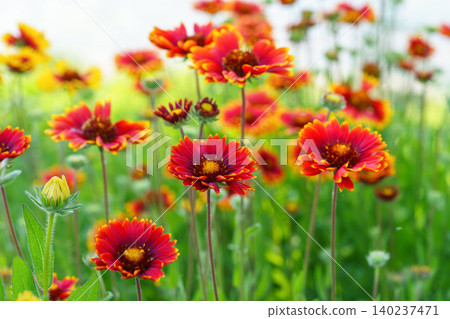 Orange blanket flower Gaillardia aristata blooming in summer garden. Decorative, ornamental plant Orange blanket flower Gaillardia aristata blooming in summer garden. Decorative, ornamental plant 140237471