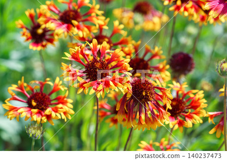 Colorful Gaillardia aristata blanket flowers blooming in green summer garden background Colorful Gaillardia aristata blanket flowers blooming in green summer garden background 140237473