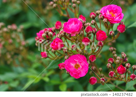Bush of Floribunda, spray rose with pink flowers in summer garden green background Bush of Floribunda, spray rose with pink flowers in summer garden green background 140237482