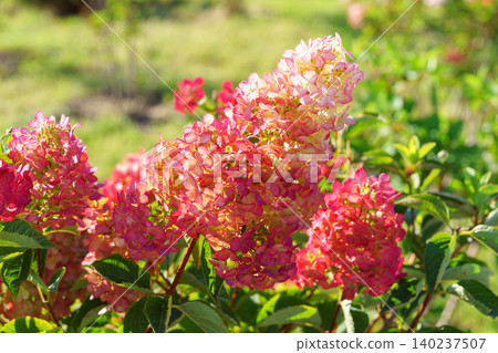 Pink red panicle hydrangea Hydrangea paniculata Vanille Fraise flowers in garden, ornamental plant Pink red panicle hydrangea Hydrangea paniculata Vanille Fraise flowers in garden, ornamental plant 140237507