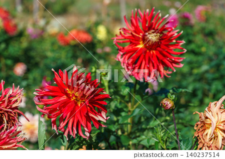Red semi cactus dahlia flower blooming in sunny autumn garden background. Gardening, plant breeding Red semi cactus dahlia flower blooming in sunny autumn garden background. Gardening, plant breeding 140237514