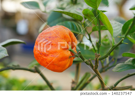 Close up of wrinkled Mandarin, Tangerine fruit, Citrus reticulata on potted tree with green leaves Close up of wrinkled Mandarin, Tangerine fruit, Citrus reticulata on potted tree with green leaves 140237547