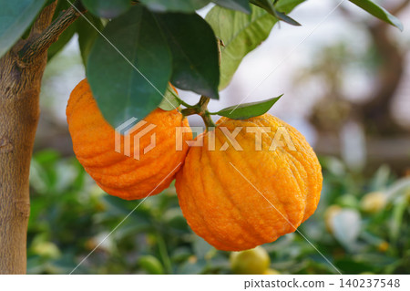 Close up of wrinkled Mandarin, Tangerine fruit, Citrus reticulata on potted tree with green leaves Close up of wrinkled Mandarin, Tangerine fruit, Citrus reticulata on potted tree with green leaves 140237548
