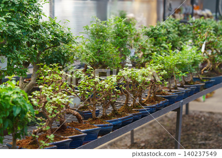 Row of decorative bonsai trees in pots on display table in garden center or flower plant shop Row of decorative bonsai trees in pots on display table in garden center or flower plant shop 140237549