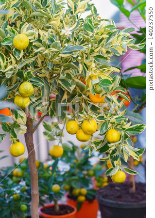 Potted Calamondin Citrus microcarpa tree with orange fruits in garden center greenhouse, flower shop Potted Calamondin Citrus microcarpa tree with orange fruits in garden center greenhouse, flower shop 140237550