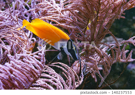 Foxface rabbitfish Siganus vulpinus feeding on coral reef aquarium background 140237553