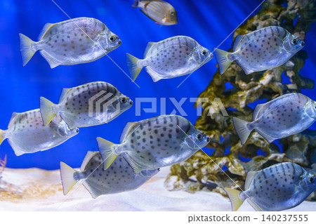 School of silver fish, Scatophagus argus or spotted scat, butterfish swimming on blue underwater 140237555