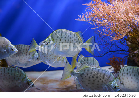 School of silver fish, Scatophagus argus or spotted scat, butterfish swimming on blue underwater 140237556