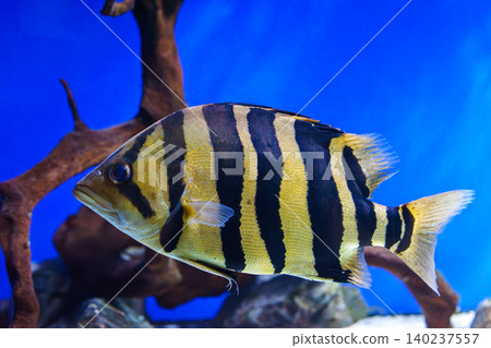 Striped tropical fish, Siamese tiger fish or Datnoid Tiger fish swimming in blue aquarium water Striped tropical fish, Siamese tiger fish or Datnoid Tiger fish swimming in blue aquarium water 140237557