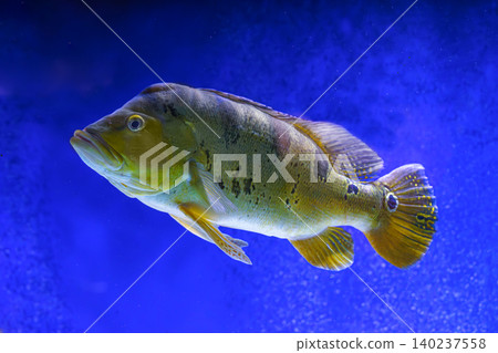 Peacock bass Cichla ocellaris, Peacock cichlid swims in clear blue aquarium water, underwater life Peacock bass Cichla ocellaris, Peacock cichlid swims in clear blue aquarium water, underwater life 140237558