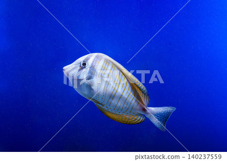 Zebrasoma velifer, Pacific sailfin tang or Sailfin surgeonfish swimming on blue water background 140237559
