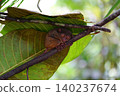 World's smallest tarsier tarsier, Bohol island, Philippines 140237674