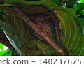 World's smallest tarsier tarsier, Bohol island, Philippines 140237675