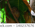 World's smallest tarsier tarsier, Bohol island, Philippines 140237676