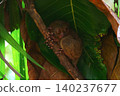 World's smallest tarsier tarsier, Bohol island, Philippines 140237677