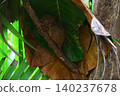 World's smallest tarsier tarsier, Bohol island, Philippines 140237678