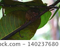 World's smallest tarsier tarsier, Bohol island, Philippines 140237680
