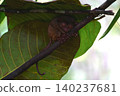 World's smallest tarsier tarsier, Bohol island, Philippines 140237681