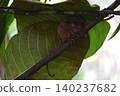 World's smallest tarsier tarsier, Bohol island, Philippines 140237682