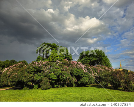 Lilac bushes are in bloom on the Champ de Mars in St. Petersburg. Lilac bushes are in bloom on the Champ de Mars in St. Petersburg. 140237824